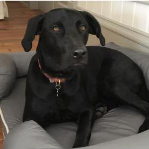 Lost Dog Lucy Ledford