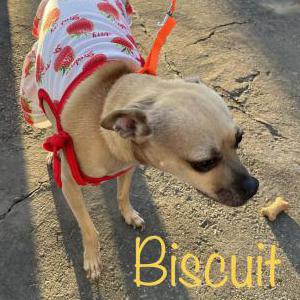 Lost Dog Biscuit