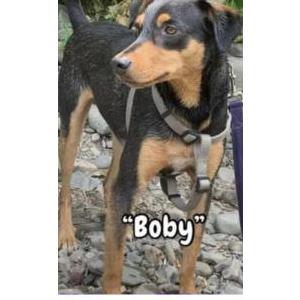 Lost Dog Bobby