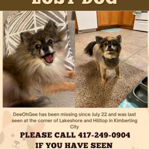 2nd Image of DeeOhGee, Lost Dog
