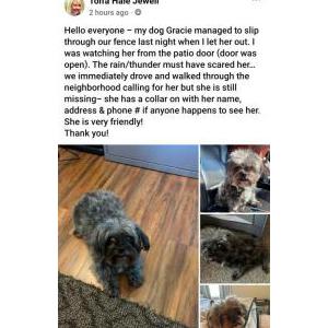 Lost Dog Gracie