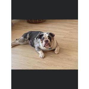 Lost Dog Cocoa
