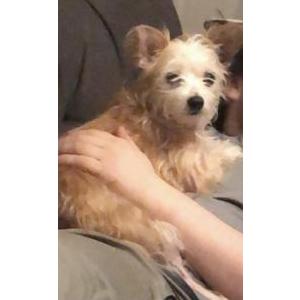 Lost Dog Torri