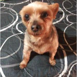 Lost Dog Coco