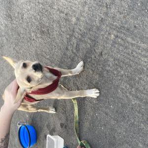 Found Dog Unknown