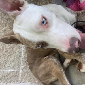 Lost Dog Jipsey