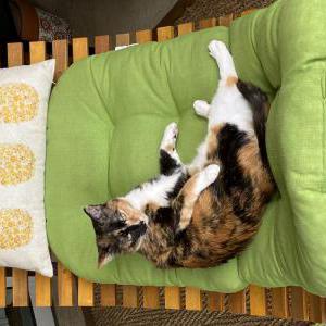 Image of Annie, Lost Cat