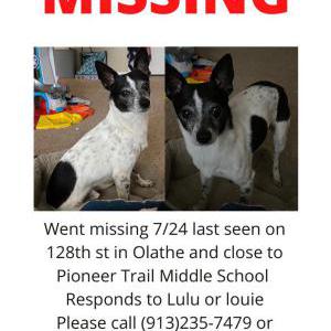 Lost Dog Lulu