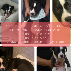 Lost Dog Bella