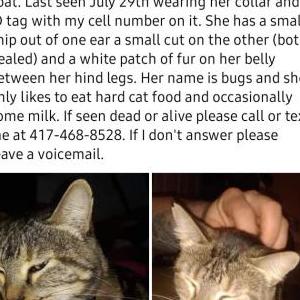 Image of Bugs, Lost Cat