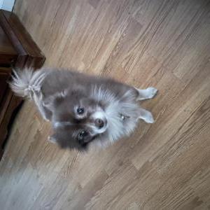 Image of Mia, Lost Dog