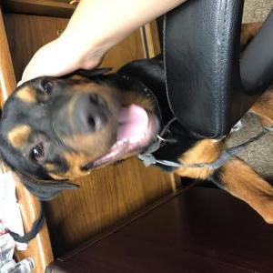 Found Dog unknown