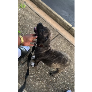 Lost Dog Atlas