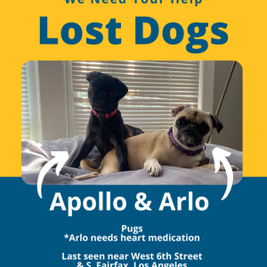 Lost Dog Arlo