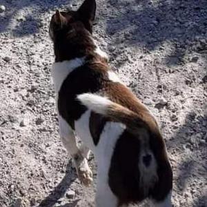 Image of Buster, Lost Dog