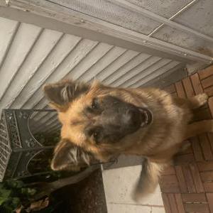 Found Dog Unknown