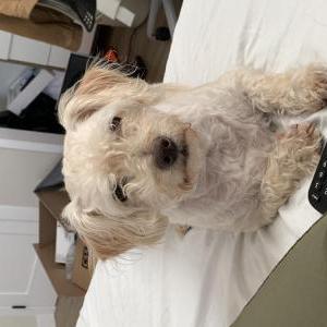 Lost Dog Scruffy