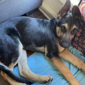 Lost Dog Kobe