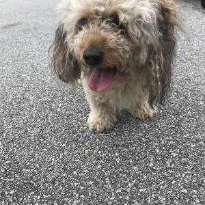 Found Dog Unknown