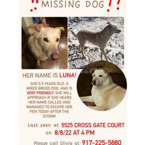 Lost Dog Luna