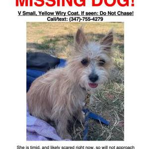 Lost Dog Remi