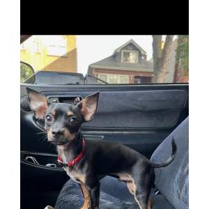 Lost Dog Wilbur