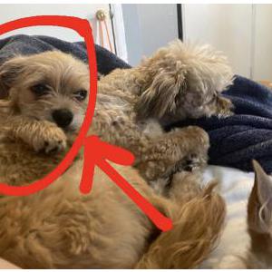 Lost Dog Simba