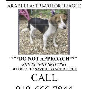 Lost Dog Arabella