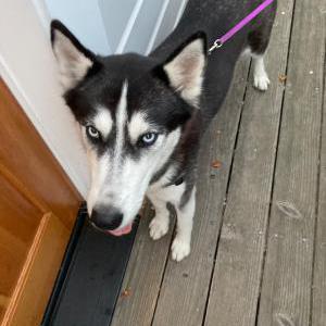 Found Dog Unknown