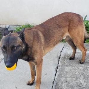 2nd Image of DAX, Lost Dog