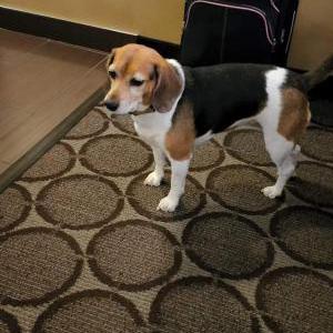 Image of JJ, Lost Dog
