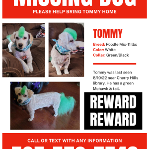 Lost Dog Tommy