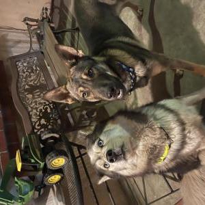 Lost Dog Coco & Charlie