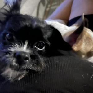 Lost Dog Oreo