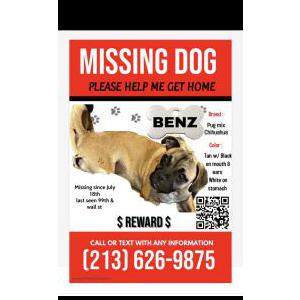 Lost Dog Benz