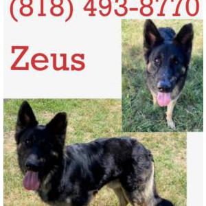 Lost Dog Zeus