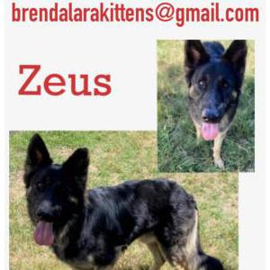 Lost Dog Zeus