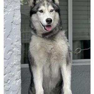 Lost Dog Samson
