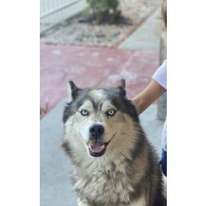 Lost Dog Coco