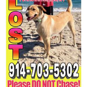 Lost Dog Zuri