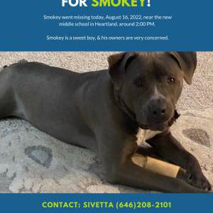 Lost Dog Smokey