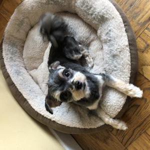 Lost Dog Max