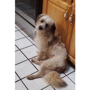 Lost Dog King