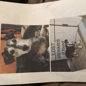 Lost Dog PEPPY