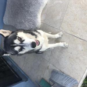 Found Dog Unknown