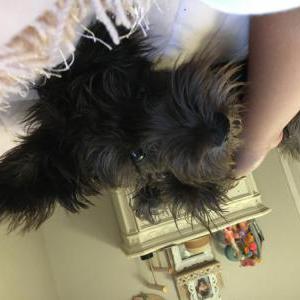 Lost Dog Maya