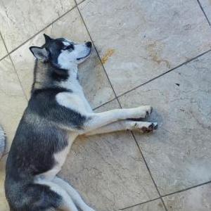 Found Dog Bkack & white Husky