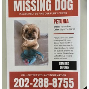 Lost Dog Petunia