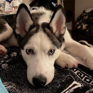 Image of Tokyo, Lost Dog
