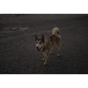 Lost Dog Fresa